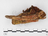 纖孔菌屬藏品圖，第3張