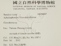 靈芝屬藏品圖，第2張