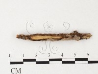 登錄號:F0026869藏品圖，第3張