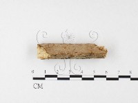 刺革菌屬藏品圖，第1張