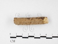 刺革菌屬藏品圖，第3張