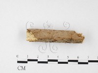 刺革菌屬藏品圖，第4張