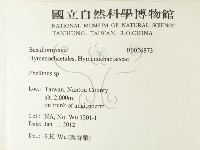 木層孔菌屬藏品圖，第2張