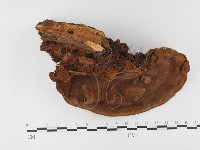 木層孔菌屬藏品圖，第3張