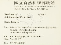 絲齒菌屬藏品圖，第2張