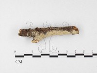 絲齒菌屬藏品圖，第1張