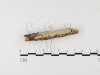 絲齒菌屬藏品圖，第3張