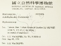 絲齒菌屬藏品圖，第2張