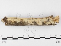 絲齒菌屬藏品圖，第1張