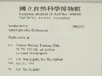 絲齒菌屬藏品圖，第2張