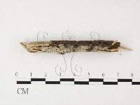 絲齒菌屬藏品圖，第3張