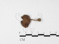 登錄號:F0026878藏品圖，第1張