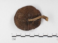 登錄號:F0026879藏品圖，第3張