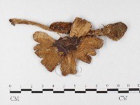 登錄號:F0026880藏品圖，第1張