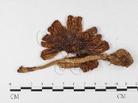 登錄號:F0026880藏品圖，第3張