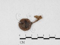 登錄號:F0026881藏品圖，第1張