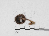 登錄號:F0026881藏品圖，第3張