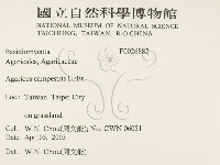 四孢蘑菇藏品圖，第2張