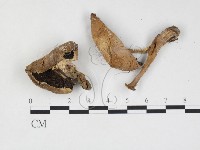 四孢蘑菇藏品圖，第1張