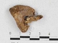 四孢蘑菇藏品圖，第3張