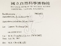 毛木耳藏品圖，第2張