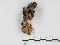 毛木耳藏品圖，第1張