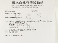 四孢蘑菇藏品圖，第2張