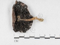 四孢蘑菇藏品圖，第3張