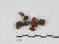 集毛菌屬藏品圖，第1張