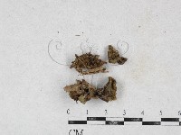 登錄號:F0026887藏品圖，第1張