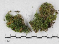 登錄號:F0026888藏品圖，第1張