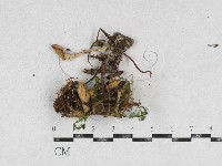 革菌屬藏品圖，第1張