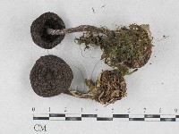 登錄號:F0026891藏品圖，第1張