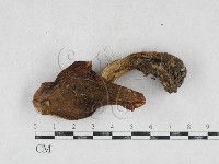 紅菇屬藏品圖，第1張