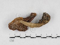 紅菇屬藏品圖，第3張