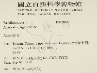 傘菌屬藏品圖，第2張