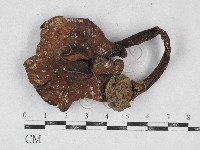 傘菌屬藏品圖，第1張