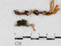 登錄號:F0026895藏品圖，第1張