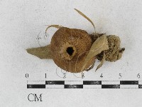 登錄號:F0026896藏品圖，第1張