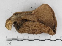 登錄號:F0026897藏品圖，第1張