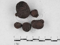 登錄號:F0026898藏品圖，第1張