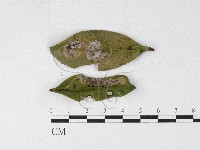 登錄號:F0026901藏品圖，第1張