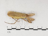 登錄號:F0026902藏品圖，第1張