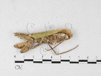 登錄號:F0026902藏品圖，第4張