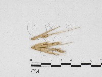 登錄號:F0026903藏品圖，第1張