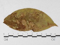 登錄號:F0026906藏品圖，第1張