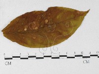 登錄號:F0026906藏品圖，第4張