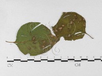 登錄號:F0026908藏品圖，第1張