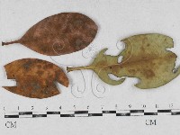 登錄號:F0026912藏品圖，第1張
