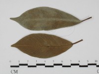 登錄號:F0026913藏品圖，第1張